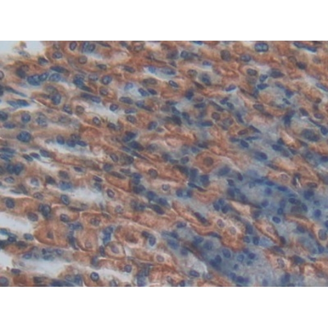 Endothelial protein C receptor (EPCR) Mouse Polyclonal Antibody
