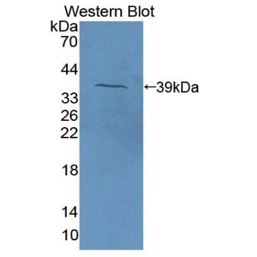 Eosinophil Chemotactic Factor (ECF) Equus caballus, Equine (Horse) Polyclonal Antibody