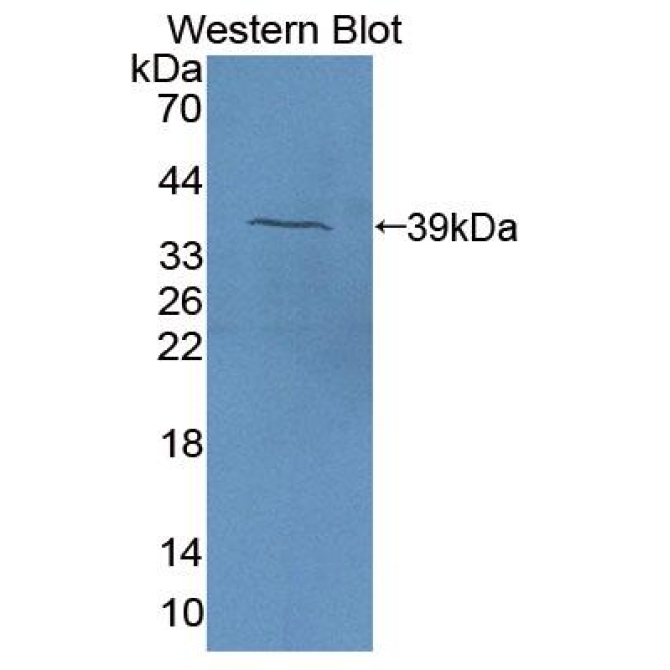 Eosinophil Chemotactic Factor (ECF) Equus caballus, Equine (Horse) Polyclonal Antibody