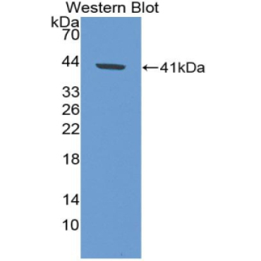 Eosinophil Chemotactic Factor (ECF) Human Polyclonal Antibody
