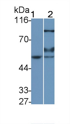 Erythropoietin Receptor (EPOR) Rat Polyclonal Antibody