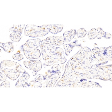 Erythropoietin (EPO) Human Polyclonal Antibody