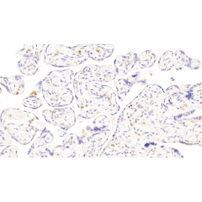 Erythropoietin (EPO) Human Polyclonal Antibody