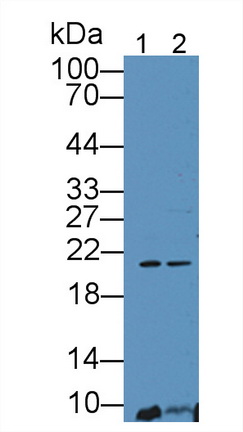Erythropoietin (EPO) Pig Polyclonal Antibody