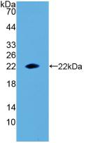 Erythropoietin (EPO) Rat Polyclonal Antibody