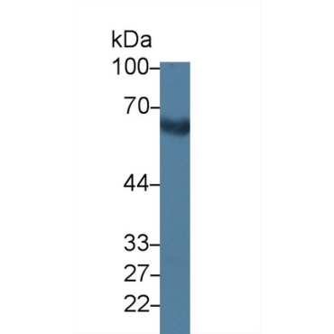 E-selectin Canis familiaris; Canine (Dog) Polyclonal Antibody