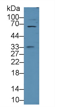 E-selectin Pig Polyclonal Antibody