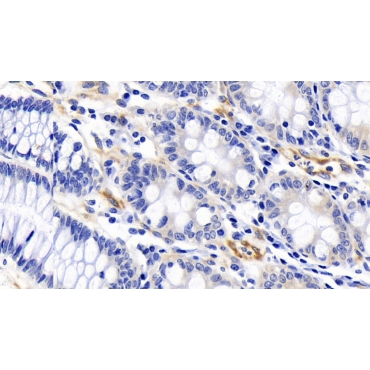 Factor Related Apoptosis (FAS) Human Polyclonal Antibody