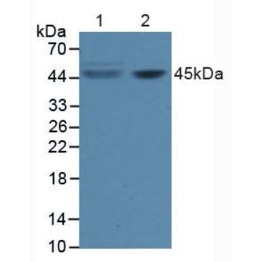 Factor Related Apoptosis (FAS) Human Polyclonal Antibody
