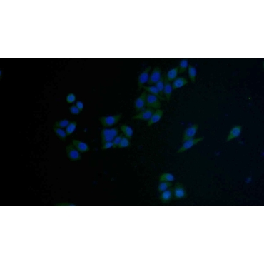 Factor Related Apoptosis (FAS) Mouse Polyclonal Antibody
