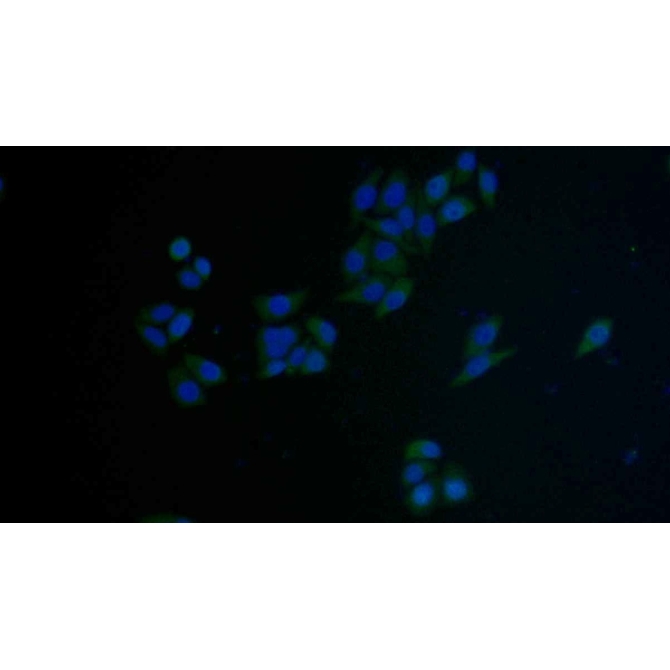 Factor Related Apoptosis (FAS) Mouse Polyclonal Antibody
