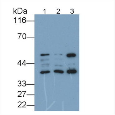 Factor Related Apoptosis (FAS) Mouse Polyclonal Antibody