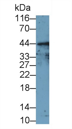 Factor Related Apoptosis (FAS) Pig Polyclonal Antibody