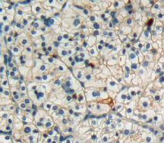 Factor Related Apoptosis (FAS) Rat Polyclonal Antibody