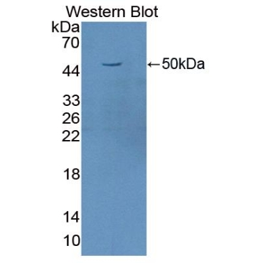 Factor Related Apoptosis Ligand (FASL) Human Polyclonal Antibody