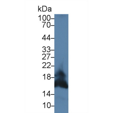 Factor Related Apoptosis Ligand (FASL) Mouse Polyclonal Antibody
