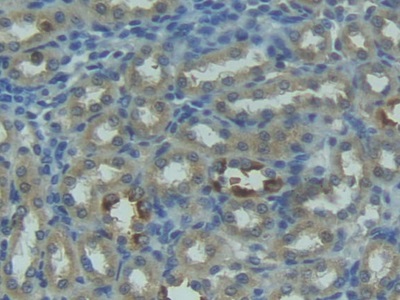 Factor Related Apoptosis Ligand (FASL) Rat Polyclonal Antibody
