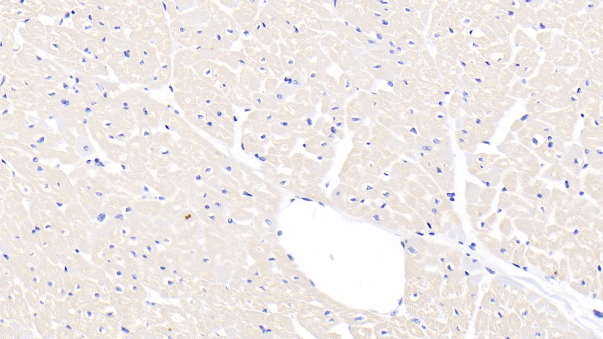 Fibroblast Growth Factor 1, Acidic (FGF1) Ovis aries; Ovine (Sheep) Polyclonal Antibody