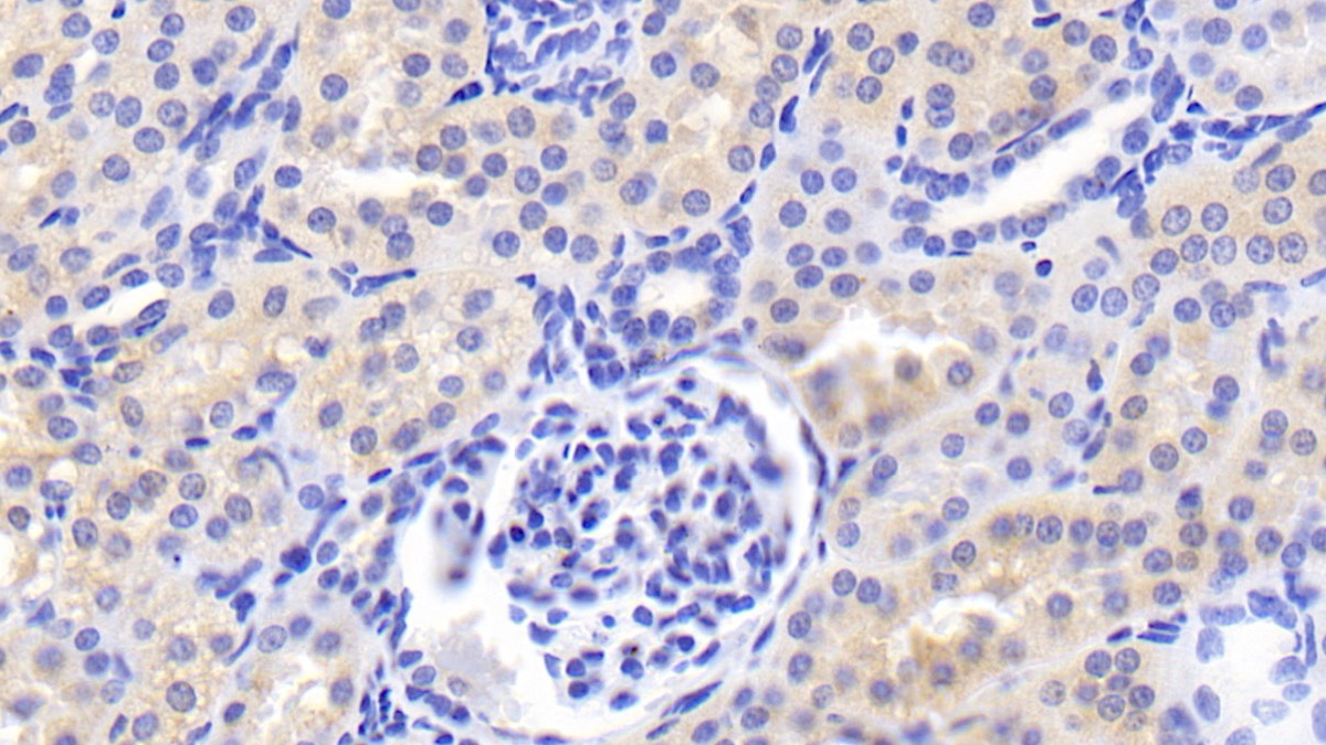 Fibroblast Growth Factor 1, Acidic (FGF1) Pig Polyclonal Antibody