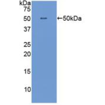 Interferon Alpha (IFNa) Canis familiaris; Canine (Dog) Polyclonal Antibody