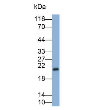 Interferon Alpha (IFNa) Chicken (Gallus) Polyclonal Antibody
