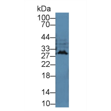 Interferon Alpha (IFNa) Guinea Pig Polyclonal Antibody
