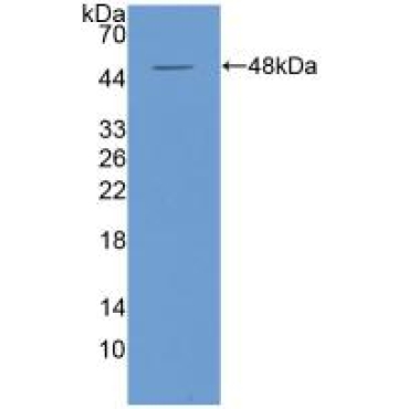 Interferon Alpha (IFNa) Mouse Polyclonal Antibody