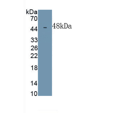 Interferon Alpha (IFNa) Mouse Polyclonal Antibody