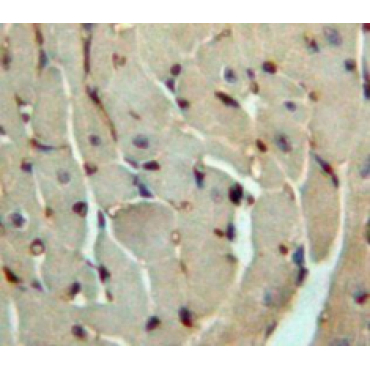 Fibroblast Growth Factor 4 (FGF4) Human Polyclonal Antibody