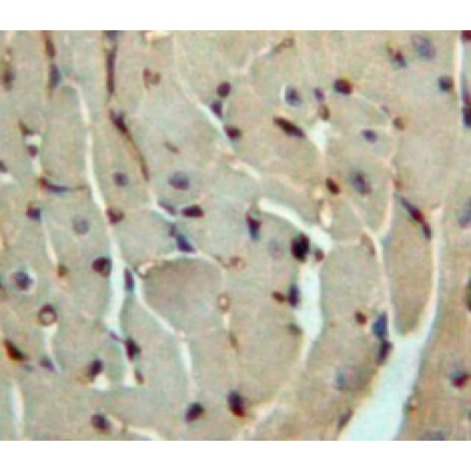 Fibroblast Growth Factor 4 (FGF4) Human Polyclonal Antibody