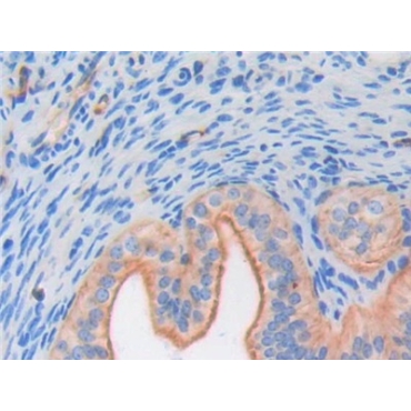 Fibroblast Growth Factor 6 (FGF6) Mouse Polyclonal Antibody