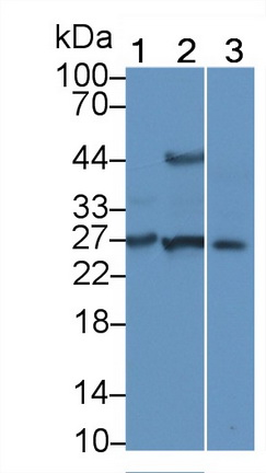 Fibroblast Growth Factor 6 (FGF6) Rat Polyclonal Antibody