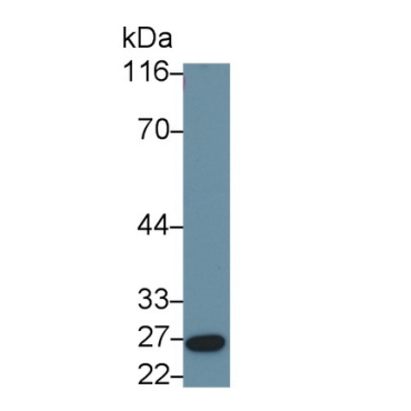 Fibroblast Growth Factor 9 (FGF9) Human Polyclonal Antibody