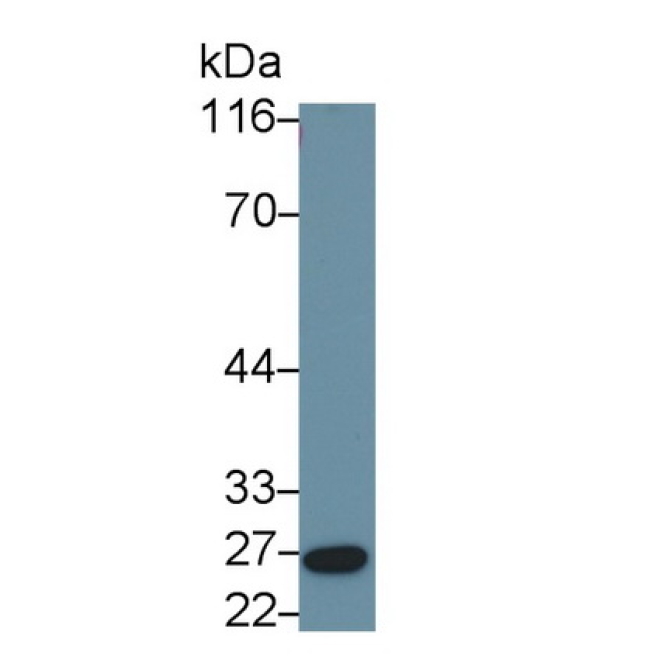 Fibroblast Growth Factor 9 (FGF9) Human Polyclonal Antibody