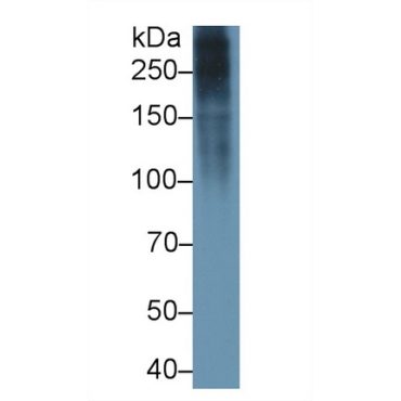 Fibronectin (FN) Chicken (Gallus) Polyclonal Antibody