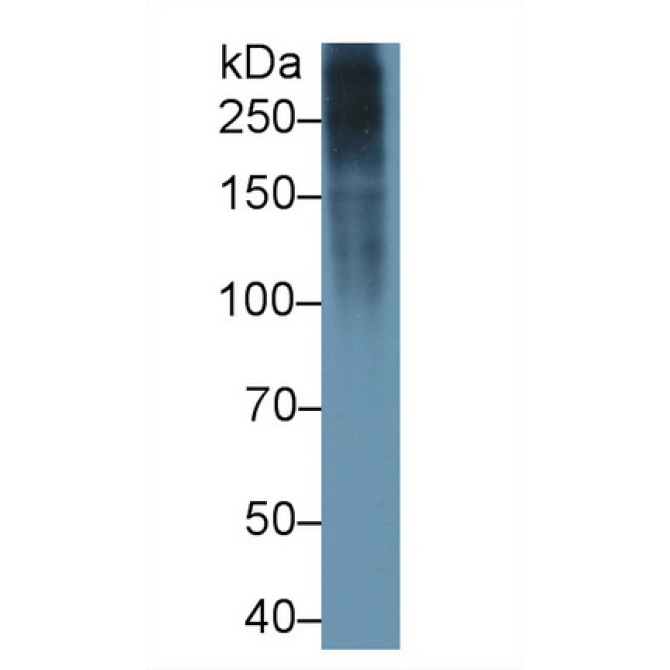 Fibronectin (FN) Chicken (Gallus) Polyclonal Antibody