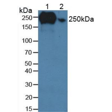 Fibronectin (FN) Human Polyclonal Antibody