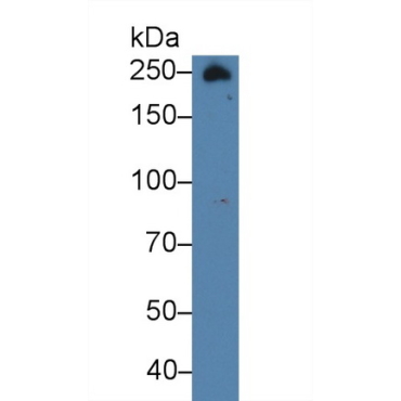 Fibronectin (FN) Human Polyclonal Antibody