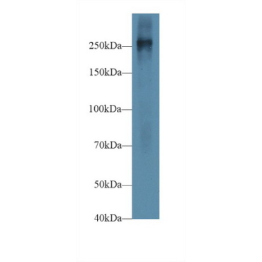Fibronectin (FN) Mouse Polyclonal Antibody