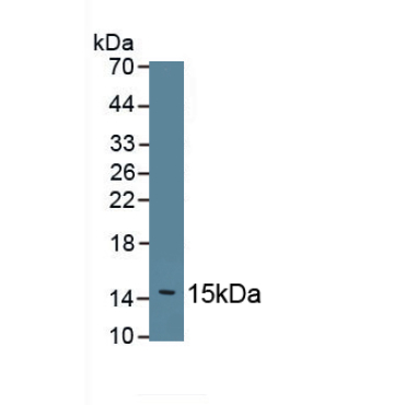 Fibronectin (FN) Mouse Polyclonal Antibody