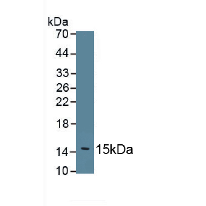Fibronectin (FN) Mouse Polyclonal Antibody