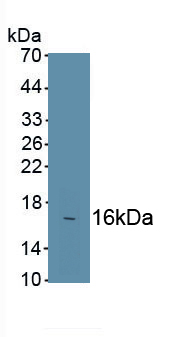 Fibronectin (FN) Pig Polyclonal Antibody