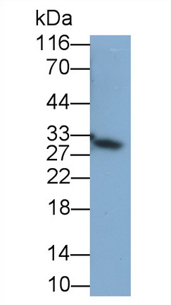 FMS Like Tyrosine Kinase 3 Ligand (Flt3L) Mouse Polyclonal Antibody