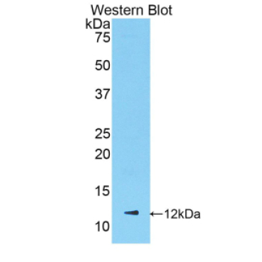 Chemokine (C-X-C Motif) Ligand 1 (CXCL1) Mouse Polyclonal Antibody