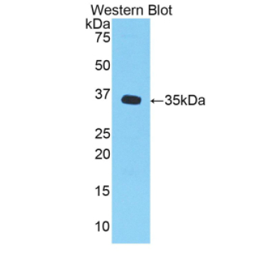 Chemokine (C-X-C Motif) Ligand 1 (CXCL1) Mouse Polyclonal Antibody