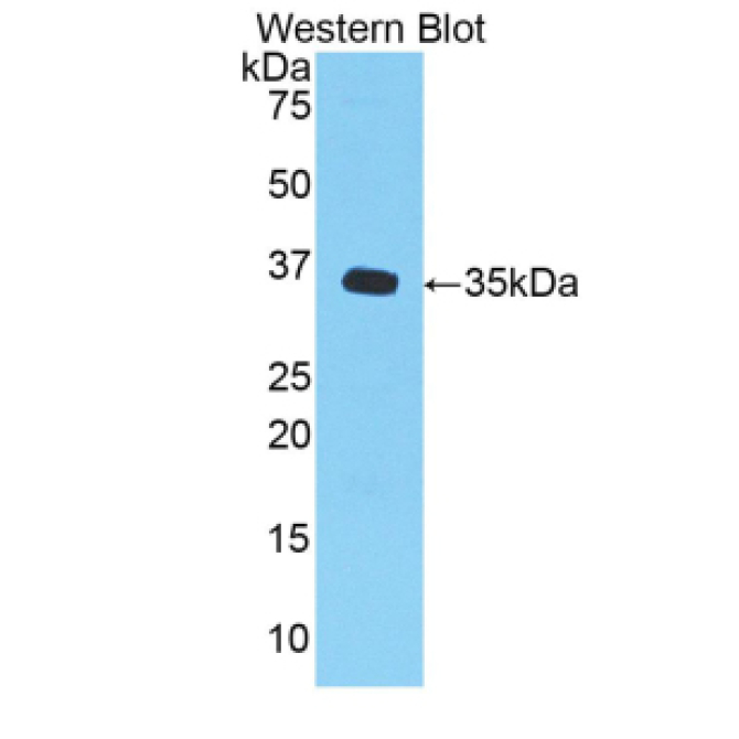 Chemokine (C-X-C Motif) Ligand 1 (CXCL1) Mouse Polyclonal Antibody