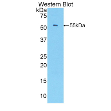 Chemokine (C-X-C Motif) Ligand 1 (CXCL1) Mouse Polyclonal Antibody