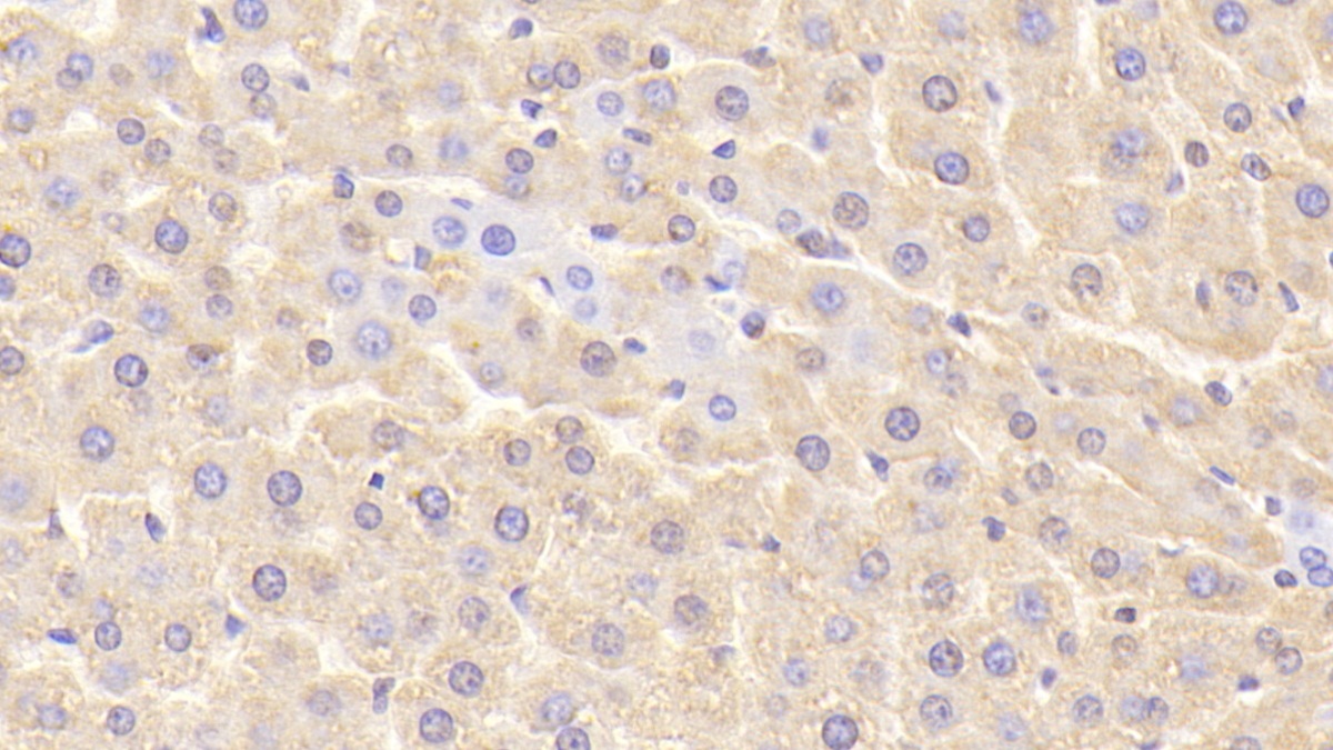 Chemokine (C-X-C Motif) Ligand 1 (CXCL1) Rat Polyclonal Antibody