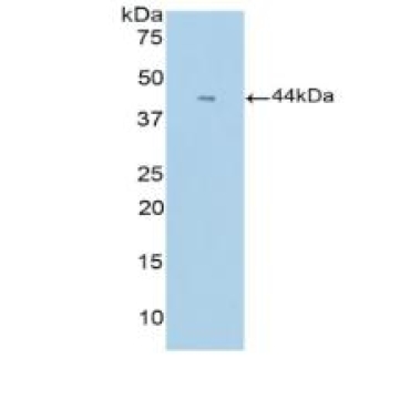 Colony Stimulating Factor 3, Granulocyte (GCSF) Mouse Polyclonal Antibody