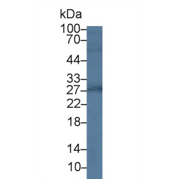 Growth Hormone (GH) Canis familiaris; Canine (Dog) Polyclonal Antibody